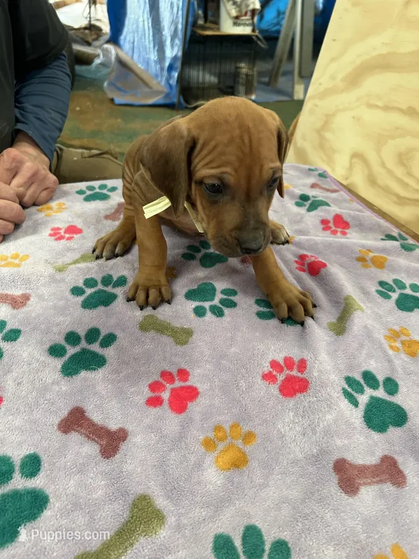 Nandi_ Yellow ribbon Female  – Rhodesian Ridgeback puppy for sale in Plymouth, CA