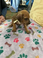 Nandi_ Yellow ribbon Female , a female Rhodesian Ridgeback for sale in Plymouth, CA – Photo 2 of 3