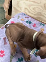 Nandi_ Yellow ribbon Female , a female Rhodesian Ridgeback for sale in Plymouth, CA – Photo 3 of 3