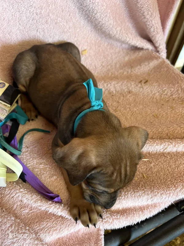 Nandi_Teal Ribbon _Male – Rhodesian Ridgeback puppy for sale in Plymouth, CA