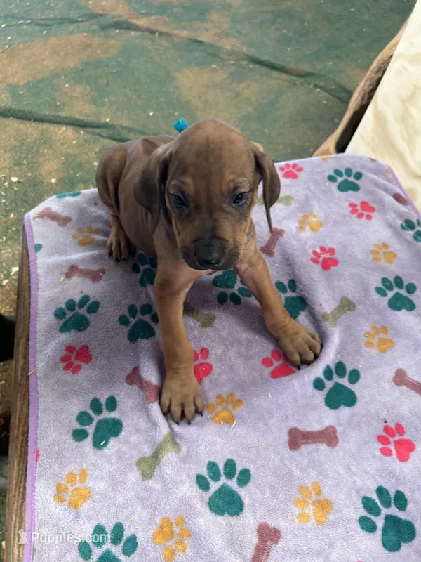 Nandi_Teal Ribbon _Male – Rhodesian Ridgeback puppy for sale in Plymouth, CA