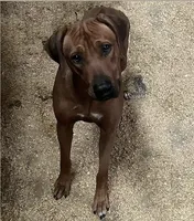 Female 1 _ Sabi_Kruger , a female Rhodesian Ridgeback for sale in Plymouth, CA – 3 of 3