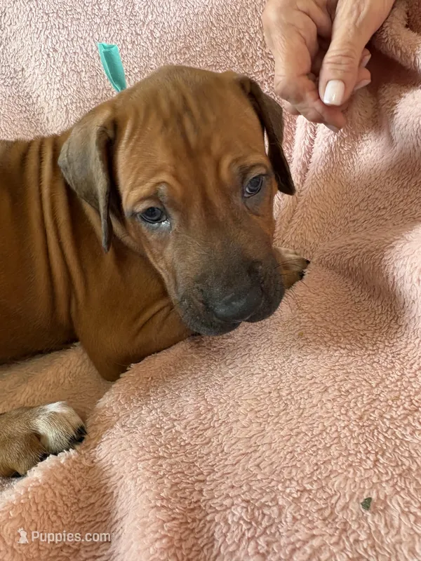 SABI_Teal Ribbon_Male 4 – Rhodesian Ridgeback puppy for sale in Plymouth, CA