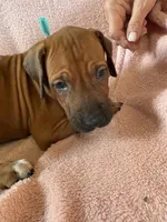 SABI_Teal Ribbon_Male 4, a male Rhodesian Ridgeback for sale in Plymouth, CA – Photo 1 of 4