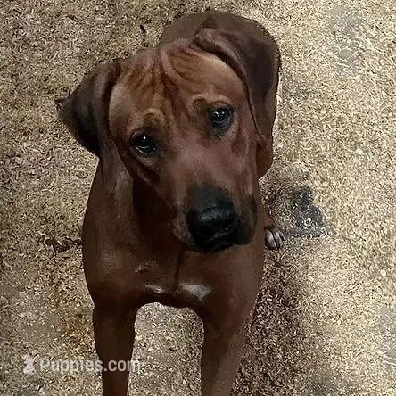 SABI_Male 4, a female Rhodesian Ridgeback for sale in Plymouth, CA – Photo 2 of 2