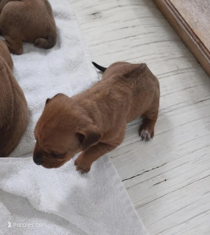 SABI_Male 4 – Rhodesian Ridgeback puppy for sale in Plymouth, CA