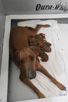 Male 3, a male Rhodesian Ridgeback for sale in Plymouth, CA – Photo 2 of 4