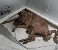 Male 3, a male Rhodesian Ridgeback for sale in Plymouth, CA – Photo 3 of 4