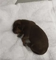 Male 3, a male Rhodesian Ridgeback for sale in Plymouth, CA – Photo 1 of 4