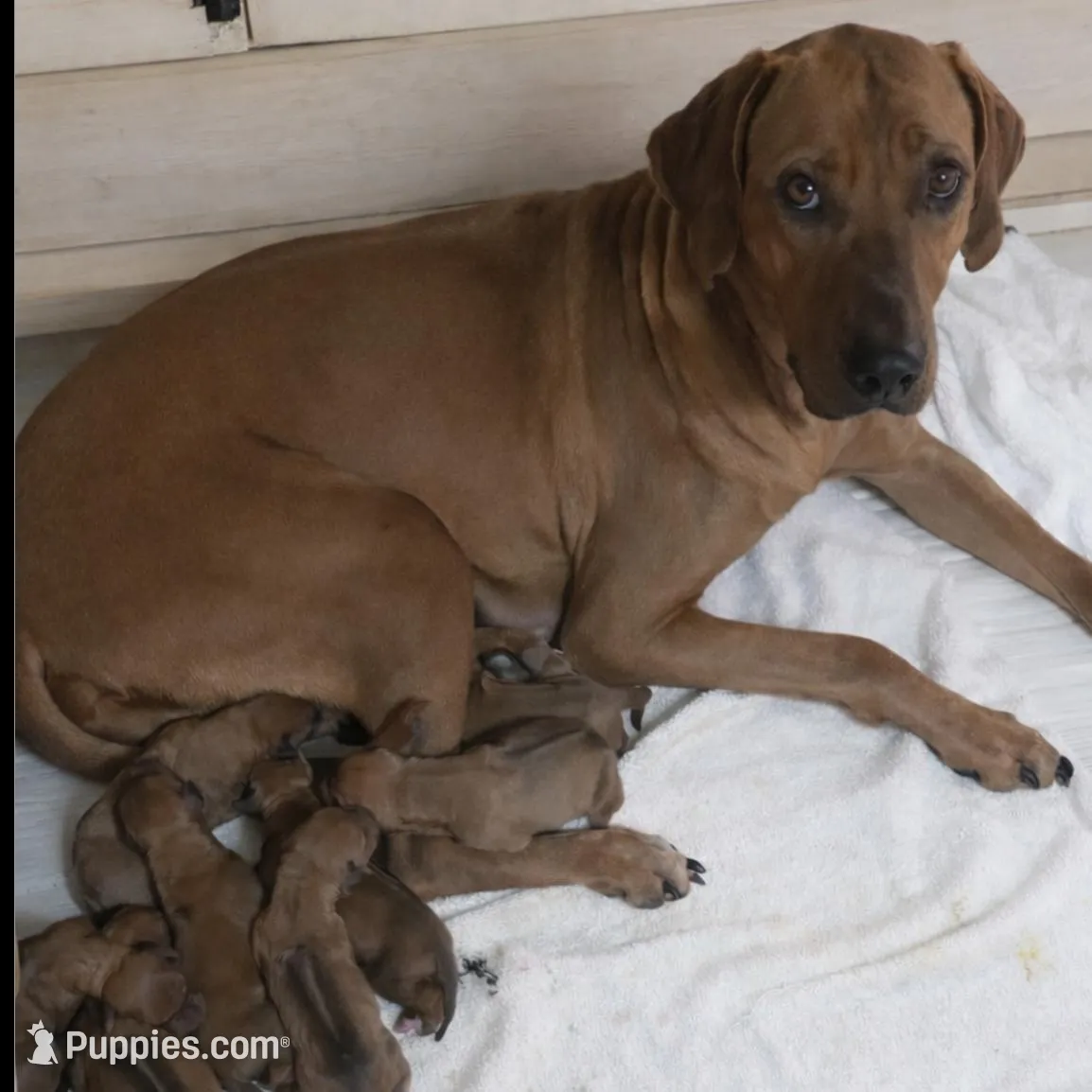SABI_Female 1, a female Rhodesian Ridgeback for sale in Plymouth, CA – Photo 2 of 2