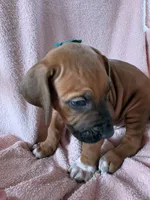 SABI_Green Ribbon _Male 3, a male Rhodesian Ridgeback for sale in Plymouth, CA – Photo 2 of 6