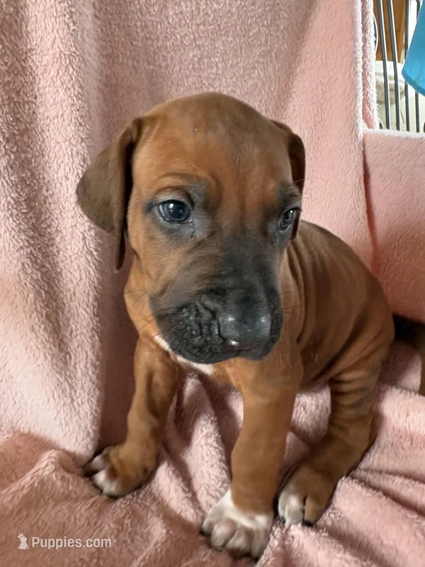 SABI_Green Ribbon _Male 3 – Rhodesian Ridgeback puppy for sale in Plymouth, CA