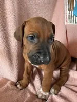 SABI_Green Ribbon _Male 3, a male Rhodesian Ridgeback for sale in Plymouth, CA – Photo 1 of 6