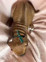 SABI_Green Ribbon _Male 3, a male Rhodesian Ridgeback for sale in Plymouth, CA – Photo 4 of 6