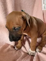 SABI_Green Ribbon _Male 3, a male Rhodesian Ridgeback for sale in Plymouth, CA – Photo 3 of 6