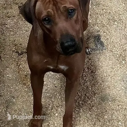 SABI_Male 3, a female Rhodesian Ridgeback for sale in Plymouth, CA – Photo 2 of 2