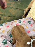 Nandi_Light blue ribbon _ MALE , a male Rhodesian Ridgeback for sale in Plymouth, CA – Photo 3 of 4