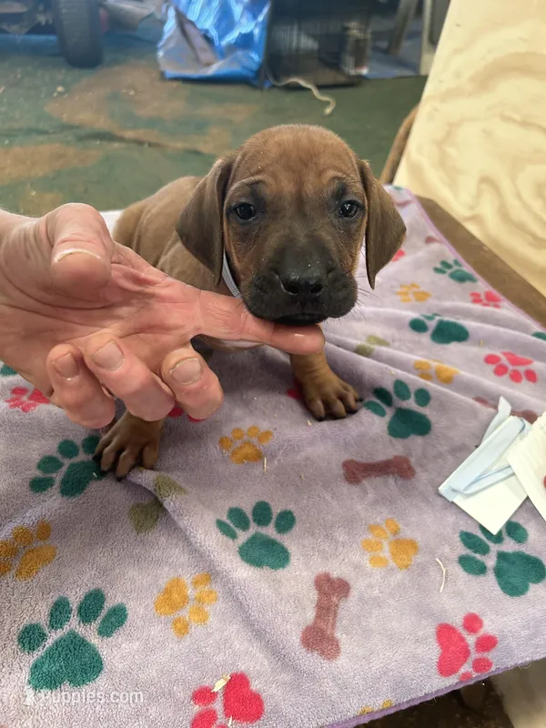 Nandi_Light blue ribbon _ MALE  – Rhodesian Ridgeback puppy for sale in Plymouth, CA