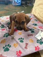 Nandi_Light blue ribbon _ MALE , a male Rhodesian Ridgeback for sale in Plymouth, CA – Photo 2 of 4