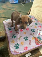 Nandi_Light blue ribbon _ MALE , a male Rhodesian Ridgeback for sale in Plymouth, CA – Photo 4 of 4