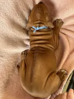 SABI_Light Blue Ribbon_Male 2, a male Rhodesian Ridgeback for sale in Plymouth, CA – Photo 3 of 5