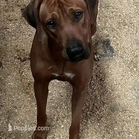 SABI_Male 2, a female Rhodesian Ridgeback for sale in Plymouth, CA – Photo 2 of 2