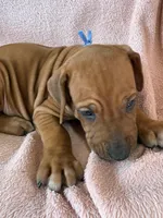 SABI_Light Blue Ribbon_Male 2, a male Rhodesian Ridgeback for sale in Plymouth, CA – Photo 1 of 5