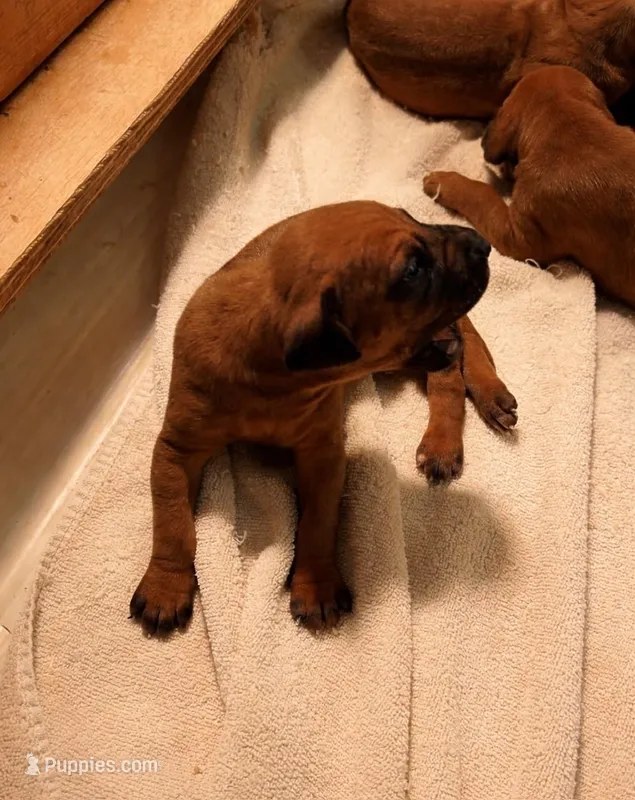 SABI_Male 2 – Rhodesian Ridgeback puppy for sale in Plymouth, CA