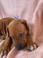 SABI_Light Blue Ribbon_Male 2, a male Rhodesian Ridgeback for sale in Plymouth, CA – Photo 2 of 5