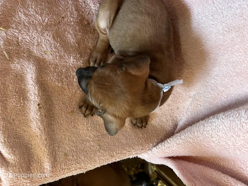 Nandi_Light Blue Ribbon _ Male  – Rhodesian Ridgeback puppy for sale in Plymouth, CA