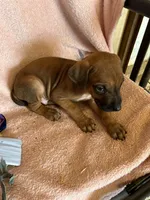 Nandi_Light Blue Ribbon _ Male , a male Rhodesian Ridgeback for sale in Plymouth, CA – Photo 2 of 2
