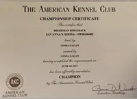 Male no. 3 _ litter no. 2, a male Rhodesian Ridgeback for sale in Plymouth, CA – Photo 2 of 3