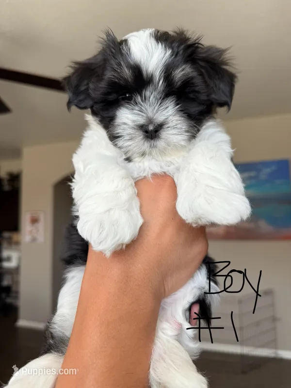 Malshi  – Mal Shi puppy for sale in Brighton, CO