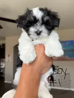 Malshi , a male Mal Shi for sale in Brighton, CO – 1 of 1
