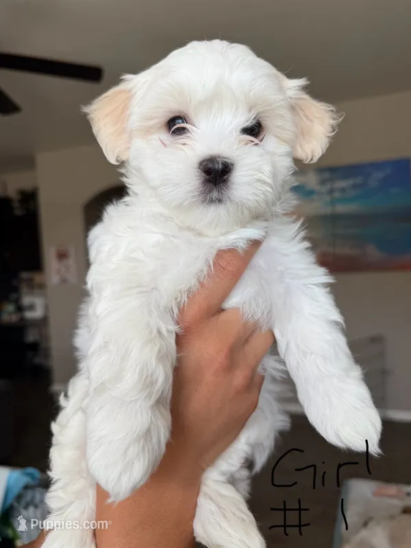 Malshi – Mal Shi puppy for sale in Brighton, CO