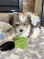 Malshi, a male Mal Shi for sale in Brighton, CO – 2 of 2
