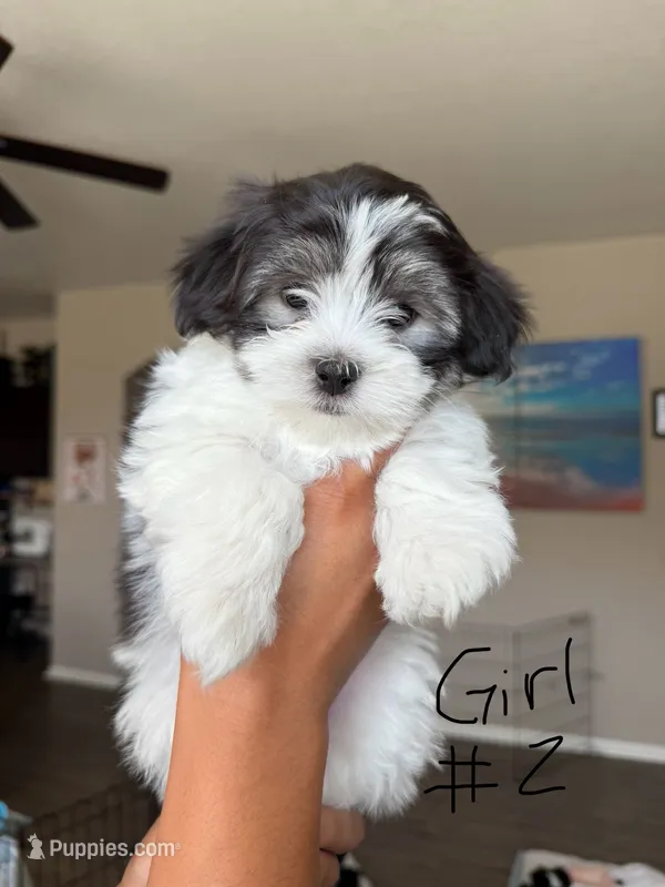 Malshi – Mal Shi puppy for sale in Brighton, CO