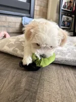 Malshi, a female Mal Shi for sale in Brighton, CO – 2 of 2