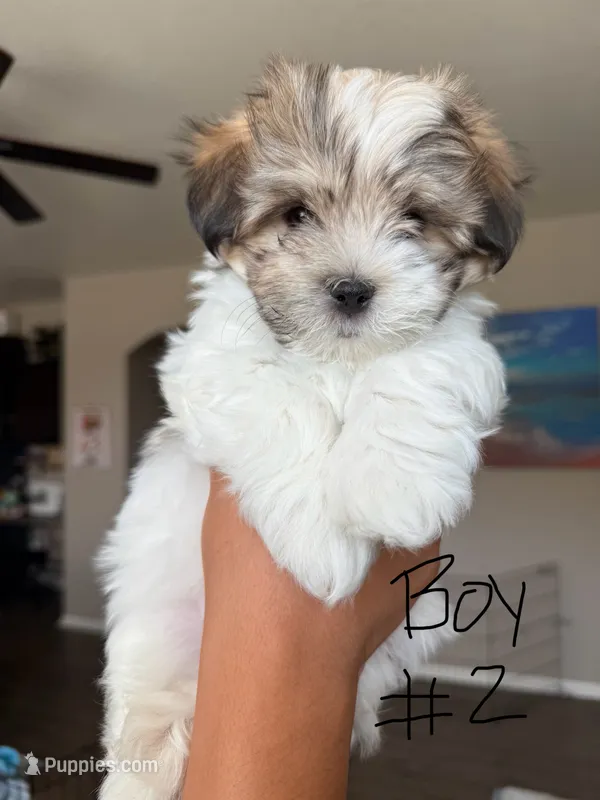 Malshi – Mal Shi puppy for sale in Brighton, CO