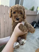 Teddy, a male Poodle - Miniature  for sale in Sacramento, CA – 1 of 3