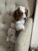 Rosie, a female Poodle - Miniature  for sale in Sacramento, CA – 4 of 6