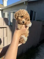 Hazel, a female Poodle - Toy  for sale in Sacramento, CA – 4 of 4