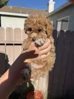 Hazel, a female Poodle - Toy  for sale in Sacramento, CA – 2 of 4