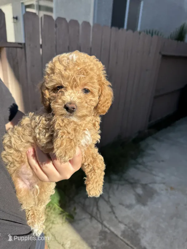 Sunny – Poodle - Toy  puppy for sale in Sacramento, CA