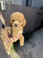 Sunny, a male Poodle - Toy  for sale in Sacramento, CA – 1 of 3