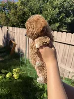 Hazel, a female Poodle - Toy  for sale in Sacramento, CA – 3 of 4