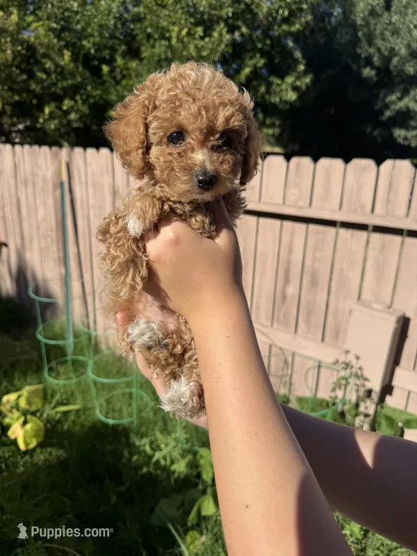 Hazel – Poodle - Toy  puppy for sale in Sacramento, CA