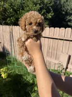 Hazel, a female Poodle - Toy  for sale in Sacramento, CA – 1 of 4