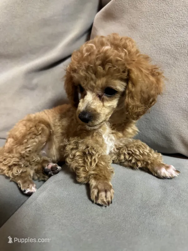 Hazel – Poodle - Toy  puppy for sale in Sacramento, CA