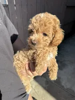 Sunny, a male Poodle - Toy  for sale in Sacramento, CA – 3 of 3